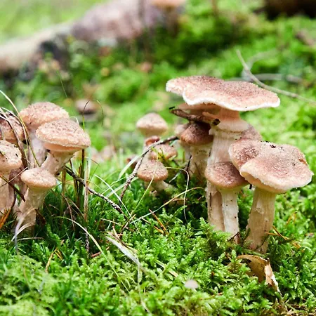 Hundenest Im Altmühltal *